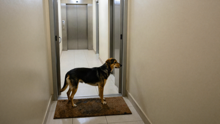 Cão mestiço preto e canela de médio porte em pé no tapete (capacho) na porta do apartamento, olhando pelo corredor de piso cerâmico em direção às portas do elevador — sem olhar para a câmera.